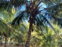  Agricultural Land for Sale in Pollachi, Coimbatore