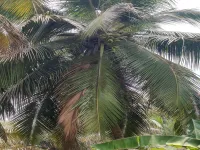  Agricultural Land for Sale in Valparai, Coimbatore