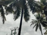  Agricultural Land for Sale in Pollachi, Coimbatore