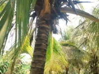  Agricultural Land for Sale in Pollachi, Coimbatore