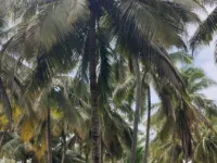  Agricultural Land for Sale in Pollachi, Coimbatore