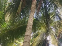  Agricultural Land for Sale in Pollachi, Coimbatore