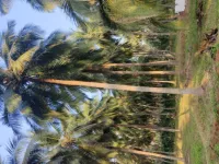  Agricultural Land for Sale in Udumalai/udumalpet, Coimbatore