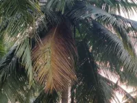  Agricultural Land for Sale in Mahalingapuram, Pollachi, Coimbatore