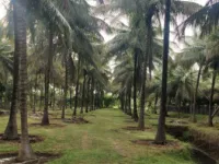  Agricultural Land for Sale in Pollachi, Coimbatore