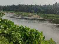 Agricultural Land for Sale in Mahalingapuram, Pollachi, Coimbatore