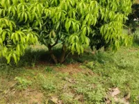  Agricultural Land for Sale in Pollachi, Coimbatore
