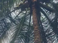  Agricultural Land for Sale in Mahalingapuram, Pollachi, Coimbatore