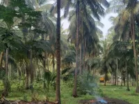 Agricultural Land for Sale in Mahalingapuram, Pollachi, Coimbatore