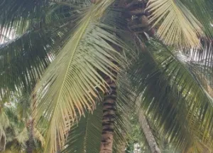 Agricultural Land for Sale in Palakkad Road, Coimbatore