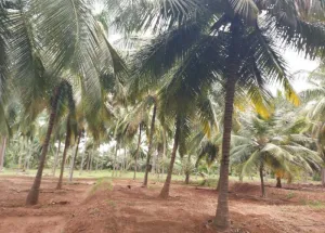  Agricultural Land for Sale in Pollachi, Coimbatore