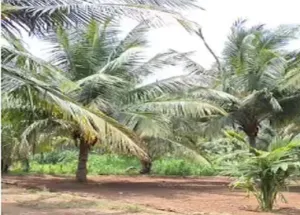 Agricultural Land for Sale in Kinathukadavu, Coimbatore