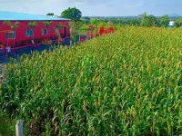  Agricultural Land for Sale in Satana, Nashik