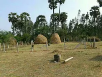  Industrial Land for Sale in Lankelapalem, Visakhapatnam