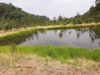  Agricultural Land for Sale in Madikeri, Kodagu