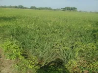 Agricultural Land for Sale in Koradacheri, Thiruvarur