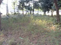  Residential Plot for Sale in Gulab Bagh, Purnia, Purnia