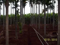  Agricultural Land for Sale in Gauribidanur, Chikkaballapur, Bangalore