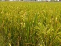  Agricultural Land for Sale in Salamedu, Villupuram