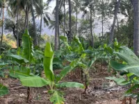 3 BHK Residential Plot for Sale in Marungur, Kanyakumari