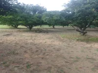  Agricultural Land for Sale in Kadapa, Cuddapah