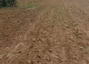  Agricultural Land for Sale in Sadasivpet, Sangareddy