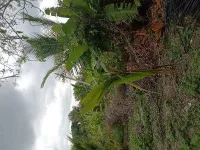  Agricultural Land for Sale in Tirumakudal Narsipur, Mysore