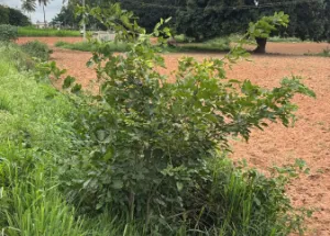 Agricultural Land for Sale in Devanahalli, Bangalore