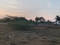  Agricultural Land for Sale in Palamedu, Madurai