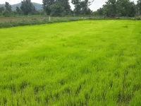  Agricultural Land for Sale in Batlagundu, Dindigul