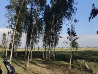  Industrial Land for Sale in Barwala, Panchkula