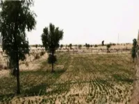  Agricultural Land for Sale in Sri Dungargarh, Bikaner