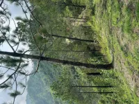  Agricultural Land for Sale in Kasauli, Solan