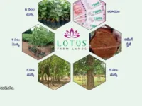 Residential Plot for Sale in Nandyal, Kurnool