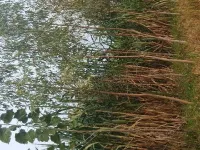  Agricultural Land for Sale in Sardar Nagar, Pilibhit