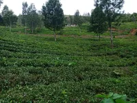  Agricultural Land for Sale in Kotagiri, Nilgiris