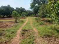  Agricultural Land for Sale in Periyakulam, Theni