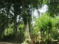  Agricultural Land for Sale in Pannaikadu, Dindigul