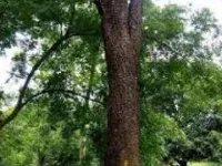  Agricultural Land for Sale in Cs Puram, Prakasam