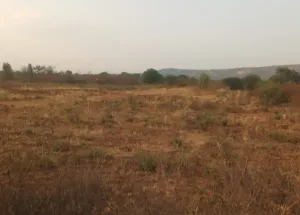 65 Cent Agricultural/Farm Land for Sale in Denkanikottai, Krishnagiri