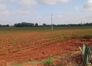 Agricultural Land for Sale in Kadiri, Anantapur