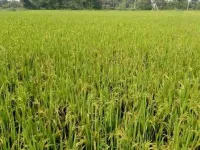  Agricultural Land for Sale in Denduluru, West Godavari