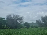  Agricultural Land for Sale in Jobner, Jaipur