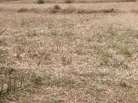  Agricultural Land for Sale in Bhilai, Raipur