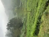  Residential Plot for Sale in Kotagiri, Nilgiris