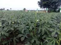  Residential Plot for Sale in Uthiramerur, Kanchipuram