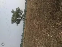  Agricultural Land for Sale in Shahpura, Dindori
