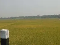  Agricultural Land for Sale in Gobichettipalayam, Erode