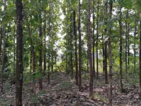 Agricultural Land for Sale in Arcot, Vellore