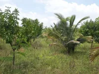  Agricultural Land for Sale in Hindupur, Bangalore